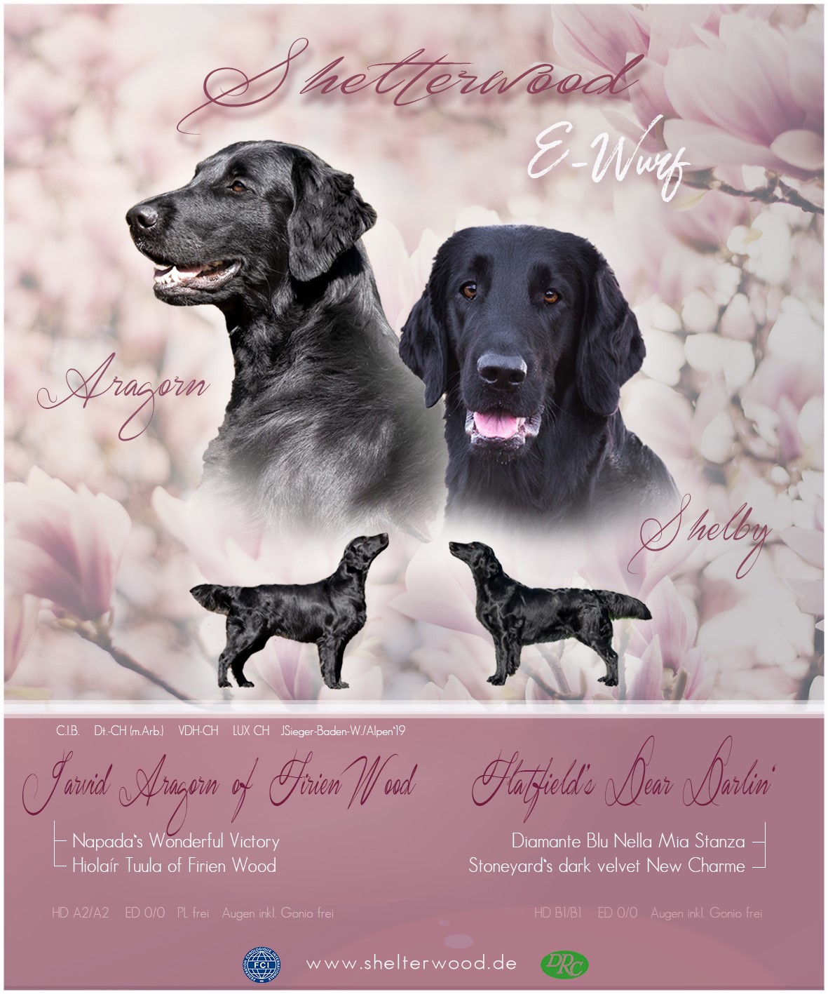 Shelterwood Zuchter von Flat Coated Retriever Welpen